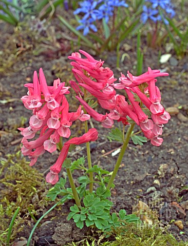 CORYDALIS_DIETER_SCHACHT__FLOWERING_PLANT_GROWING_IN_MOSSY_GROUND_WITH_BLUE_SCILLAS_IN_BACKGROUND