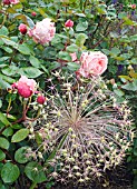 ALLIUM CHRISTOPHII SEED HEAD WITH ROSA BROTHER CADFAEL IN RAIN