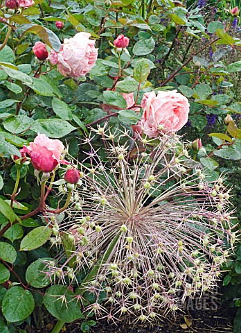 ALLIUM_CHRISTOPHII_SEED_HEAD_WITH_ROSA_BROTHER_CADFAEL_IN_RAIN