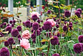 ALLIUM SPHAEROCEPHALON WITH ROSA BROTHER CADFAEL