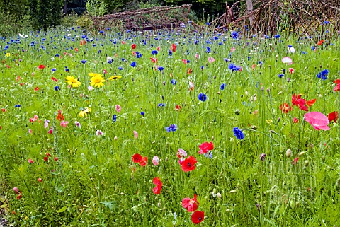 CORNFLOWERS_POPPIES_AND_OTHER_ANNUALS_GROWING_IN_NATURALISTIC_MIXES_AT_THE_RHS_GARDEN_HARLOW_CARR
