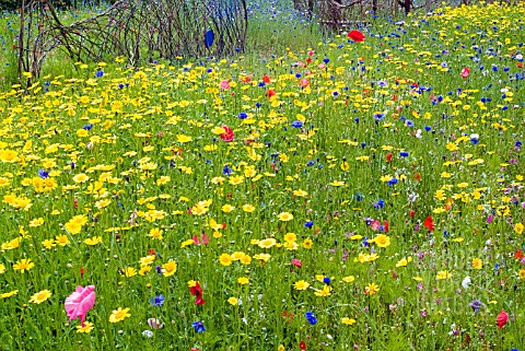 ANNUALS_GROWING_IN_NATURALISTIC_MIXES_AT_THE_RHS_GARDEN_HARLOW_CARR