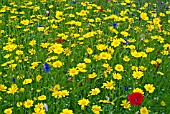 CORN MARIGOLD WITH OTHER ANNUALS GROWING IN NATURALISTIC MIXES AT THE RHS GARDEN, HARLOW CARR.