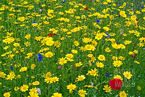 CORN_MARIGOLD_WITH_OTHER_ANNUALS_GROWING_IN_NATURALISTIC_MIXES_AT_THE_RHS_GARDEN_HARLOW_CARR