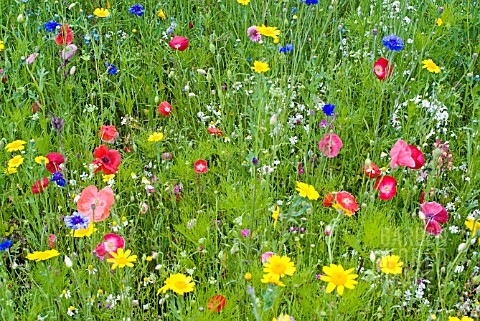 POPPIES_CORNFLOWERS_CORN_MARIGOLDS_AND_OTHER_ANNUALS_GROWING_IN_NATURALISTIC_MIXES_AT_THE_RHS_GARDEN