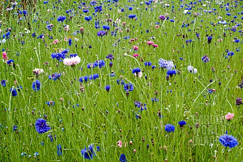 CORNFLOWERS_SOWN_AS_A_NATURAL_MEADOW_AT_THE_RHS_GARDEN_HARLOW_CARR