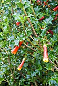 DESFONTAINIA SPINOSA