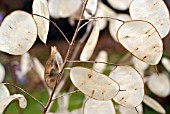 SEED PODS OF HONESTY, LUNARIA ANNUA