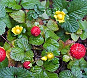 DUCHESNEA INDICA FLOWERS AND FRUIT IN AUTUMN