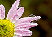 CHRYSANTHEMUM INNOCENCE WITH RAINDROPS ON PETALS