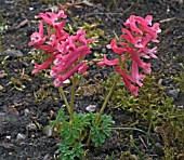 CORYDALIS DIETER SCHACHT  FLOWERING PLANT GROWING IN MOSSY BED.