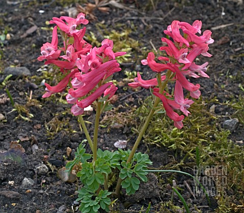 CORYDALIS_DIETER_SCHACHT__FLOWERING_PLANT_GROWING_IN_MOSSY_BED