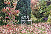 AUTUMN LEAVES AT WAKEFIELDS GARDEN, CORNUS KOUSA CHINENSIS IN FOREGROUND