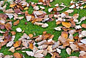 FALLEN LEAVES ON A LAWN