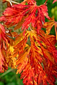 ACER JAPONICUM ACONITIFOLIUM IN  AUTUMN COLOUR