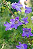 CAMPANULA TRACHELIUM