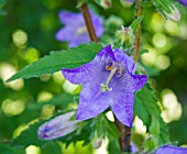 CAMPANULA TRACHELIUM