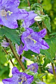 CAMPANULA TRACHELIUM