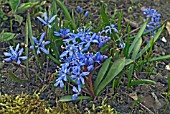 SCILLA BIFOLIA PLANTS GROWING IN MOSSY GROUND