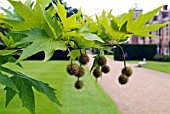 PLATANUS ORIENTALIS, ORIENTAL PLANE SHOWING DEVELOPING FRUITS