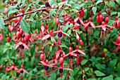 FUCHSIA RICARTONII