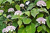 HYDRANGEA ASPERA MACROPHYLLA