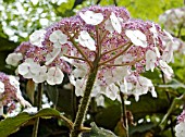 HYDRANGEA ASPERA MACROPHYLLA