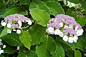 HYDRANGEA ASPERA MACROPHYLLA