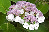 HYDRANGEA ASPERA MACROPHYLLA