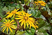 LIGULARIA DENTATA DESDEMONA