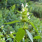 GALEOPSIS TETRAHIT, COMMON HEMP NETTLE, CREAM FORM