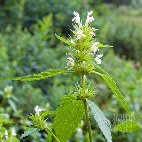 galeopsis nettle tetrahit hemp