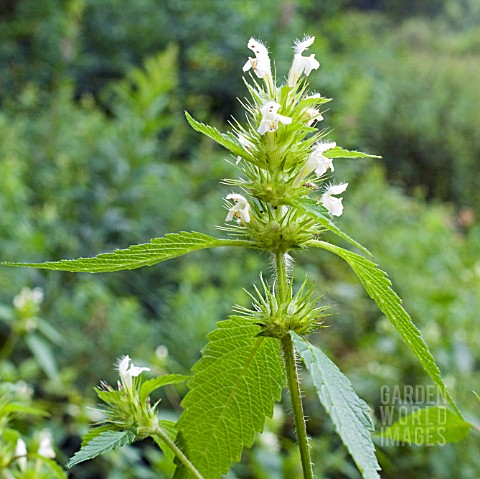 GALEOPSIS_TETRAHIT_COMMON_HEMP_NETTLE_CREAM_FORM