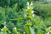 GALEOPSIS TETRAHIT, COMMON HEMP NETTLE, CREAM FORM