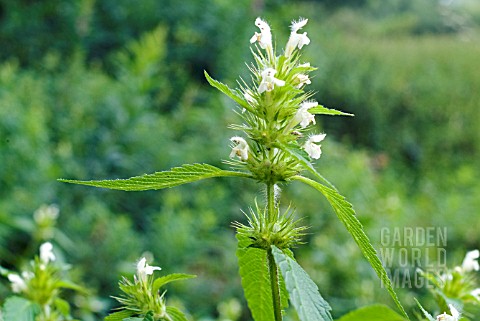 GALEOPSIS_TETRAHIT_COMMON_HEMP_NETTLE_CREAM_FORM