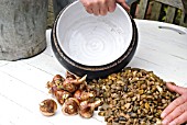 NARCISSUS BULBS IN GRAVEL IN A BOWL - PREPARING TO PLANT