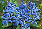 SCILLA BIFOLIA PLANTS CLOSE UP OF FLOWERS