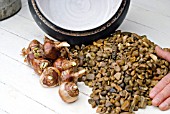 NARCISSUS BULBS IN GRAVEL IN A BOWL - PREPARING TO PLANT