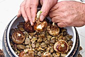 NARCISSUS BULBS IN GRAVEL IN A BOWL, PLACING THE BULBS