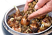 PLANTING NARCISSUS IN GRAVEL IN A BOWL - TOPPING UP GRAVEL AROUND BULBS