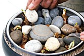 NARCISSUS IN GRAVEL IN A BOWL - ADDING DECORATIVE PEBBLES