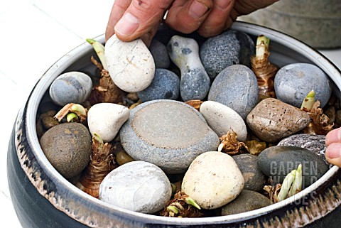 NARCISSUS_IN_GRAVEL_IN_A_BOWL__ADDING_DECORATIVE_PEBBLES