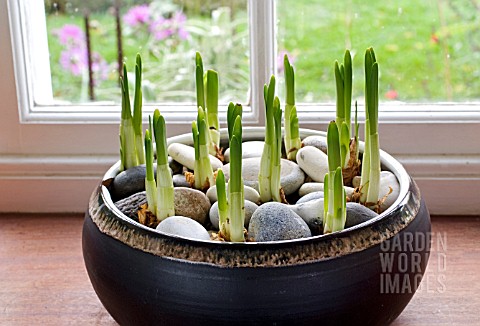 NARCISSUS_BULBS_IN_GRAVEL_IN_A_BOWL__9_DAYS_AFTER_PLANTING