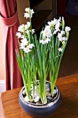 STEP BY STEP  NARCISSUS BULBS IN BOWL - IN FULL FLOWER 23 DAYS FROM PLANTING