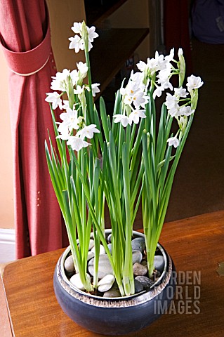 STEP_BY_STEP__NARCISSUS_BULBS_IN_BOWL__IN_FULL_FLOWER_23_DAYS_FROM_PLANTING