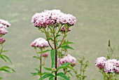 EUPATORIUM CANNABINUM, HEMP AGRIMONY FLOWERS