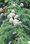 CEDRUS ATLANTICUS BRANCH WITH RIPENING CONES