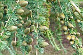 LARIX DECIDUA, RIPENING CONES