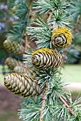 LARIX DECIDUA, RIPENING CONES