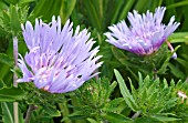 STOKESIA LAEVIS BLUE STAR